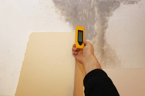 Best Comprehensive Air Testing for Mold Contaminants  in St Marys, WV