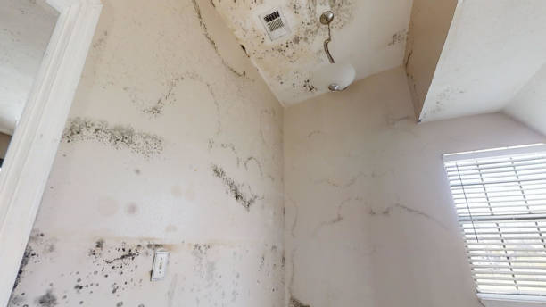Best Mold Remediation for Healthcare Facilities  in St Marys, WV