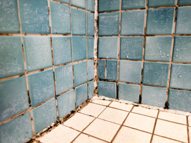 Biohazard Mold Removal in St Marys, WV