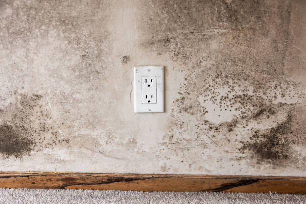 Best Mold Remediation for Rental Properties  in St Marys, WV