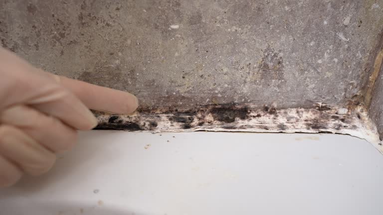 Mold Documentation for Insurance Claims in St Marys, WV