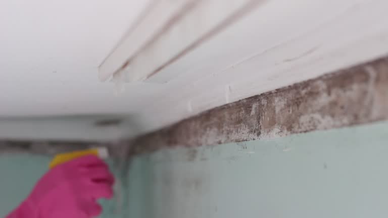 Best Forensic Mold Investigation  in St Marys, WV